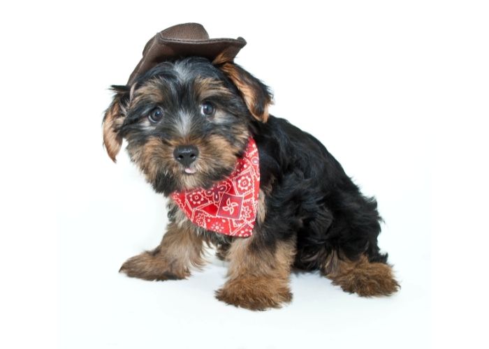  yorkie halloween costume ideas