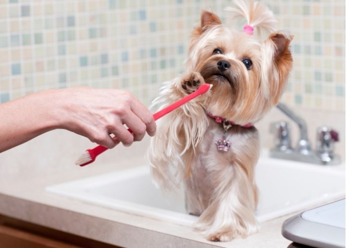 yorkie teeth cleaning