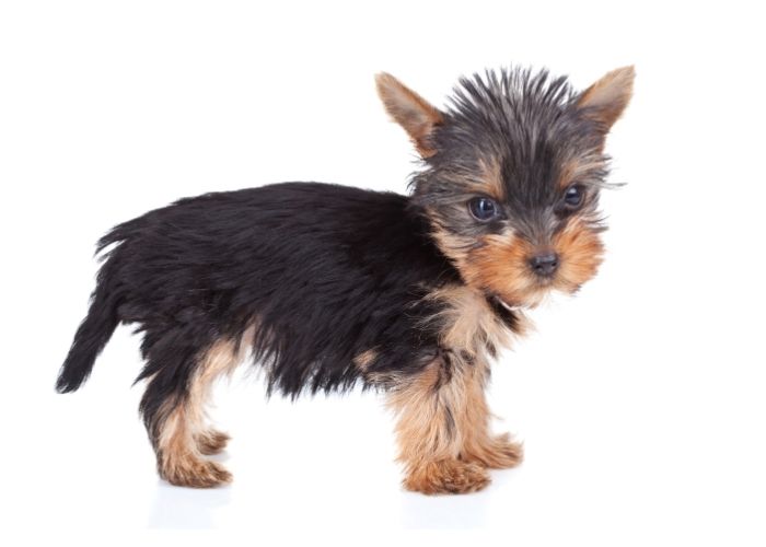  yorkie with long tail