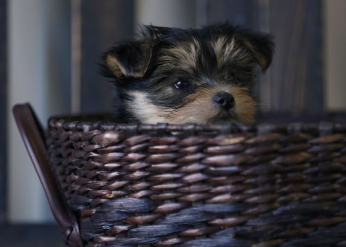 yorkie with muzzle
