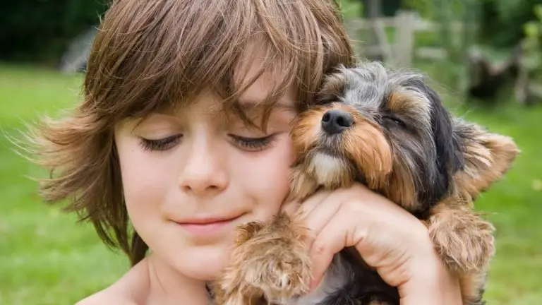 Can A Yorkie Be A Service Dog