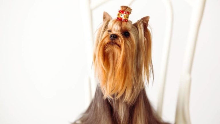 Cute Girl Yorkie Names – 211+ Perfect Choices