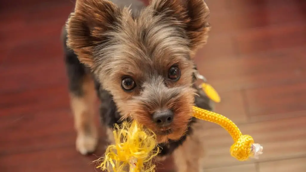 Do Yorkies Bite? Our Yorkie