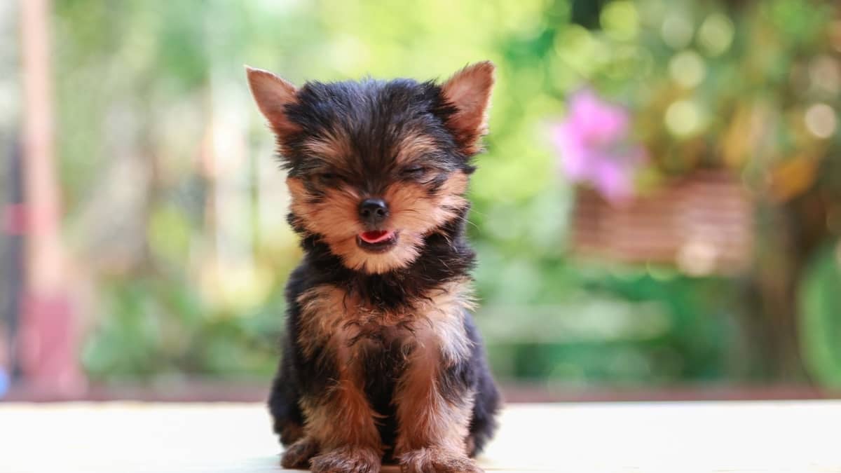 How To Care For A Teacup Yorkie
