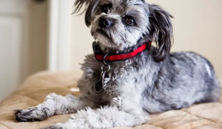 Is A Long Legged Yorkie Common Or Rare
