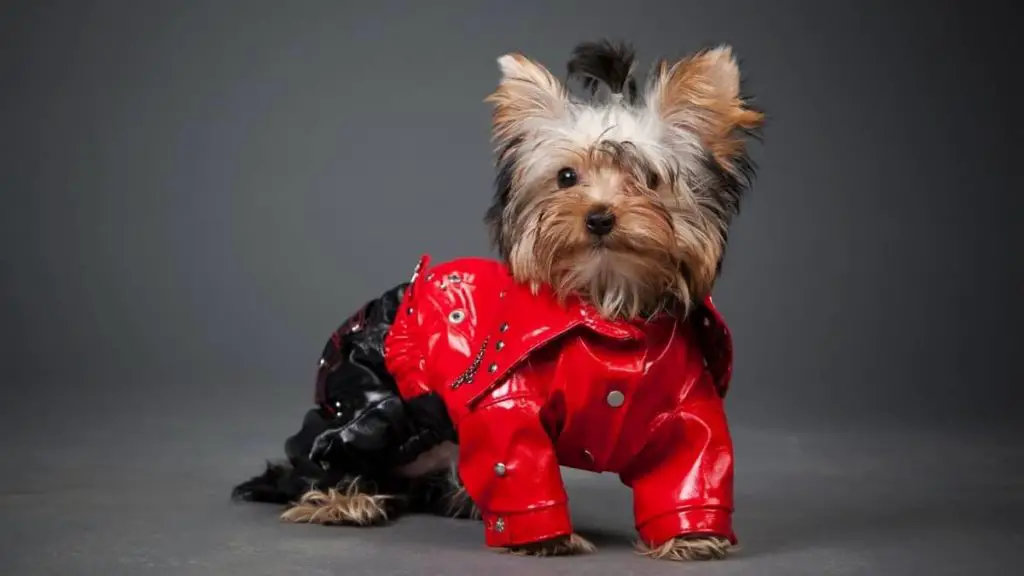 Yorkie In Clothes