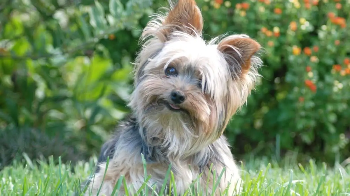 Silver Haired Yorkie – Introduction To This Unique Color
