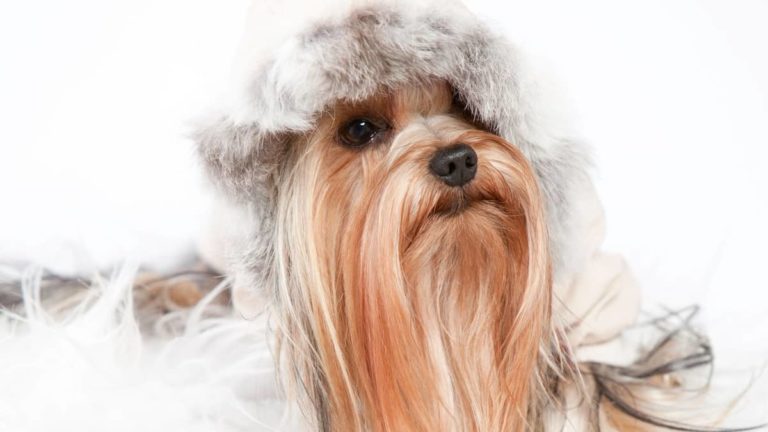 Top 3 Yorkie Teddy Bear Costume