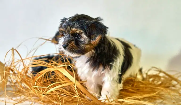 Top 7 Diapers For Yorkies