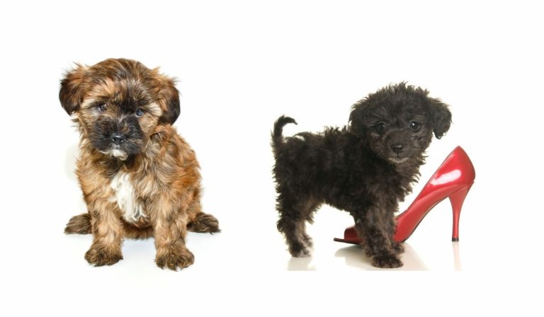 Training A Yorkie Poo