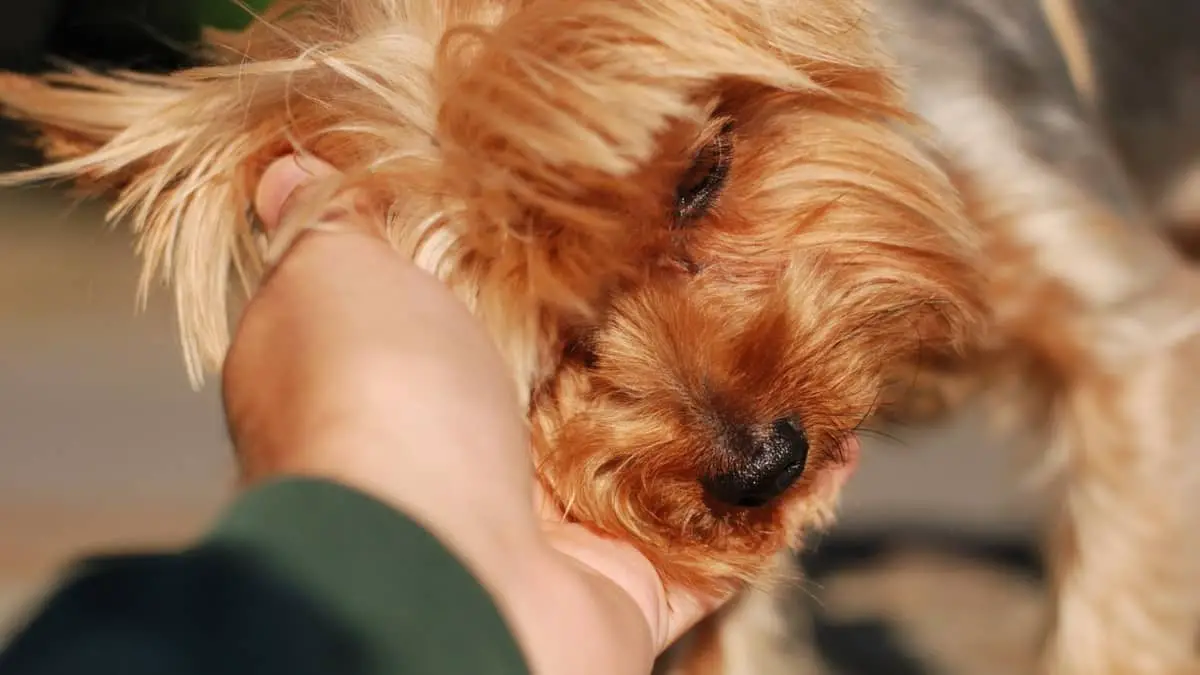 yorkie-back-leg-problems-our-yorkie