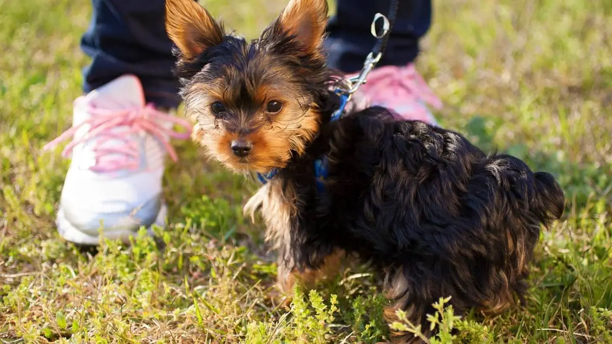 Yorkie Bloody Stool - Symptoms and Treatment