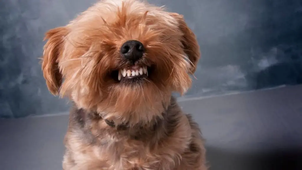 Yorkie Double Teeth – Reasons Behind This Health Issue 1024x576 