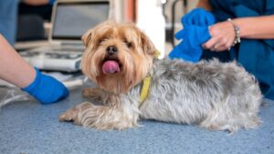 Yorkie Hip Problems – Solution To Yorkie Hip Dysplasia