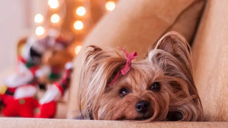 Yorkie House Breaking – Training A Yorkie