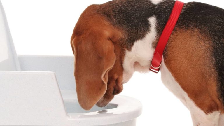 Yorkie Throwing Up Blood – Why Is That Happening