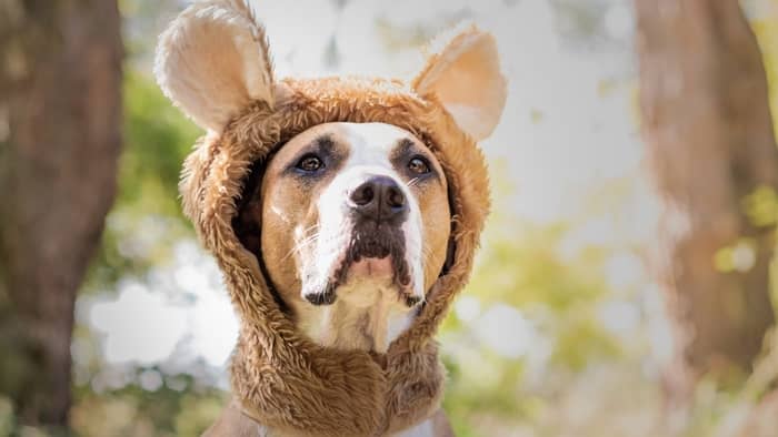 bear suits for dogs