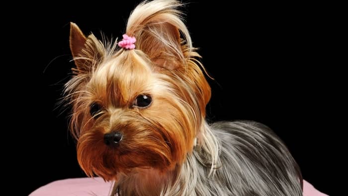 best clippers for yorkies