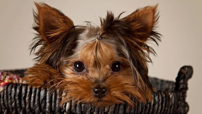 everything about yorkies