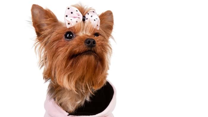 female girl yorkie names