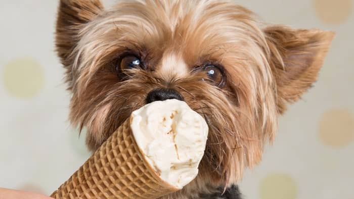 how much food should a yorkie eat per day