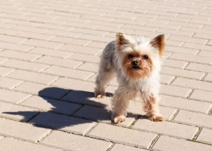  long legged yorkie