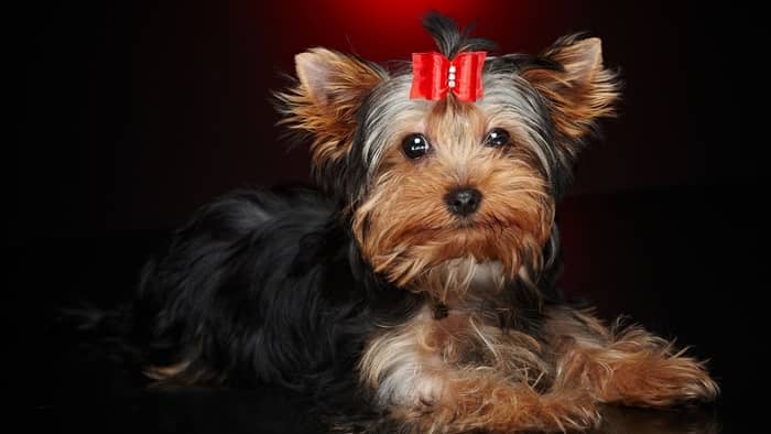 rare yorkie colors