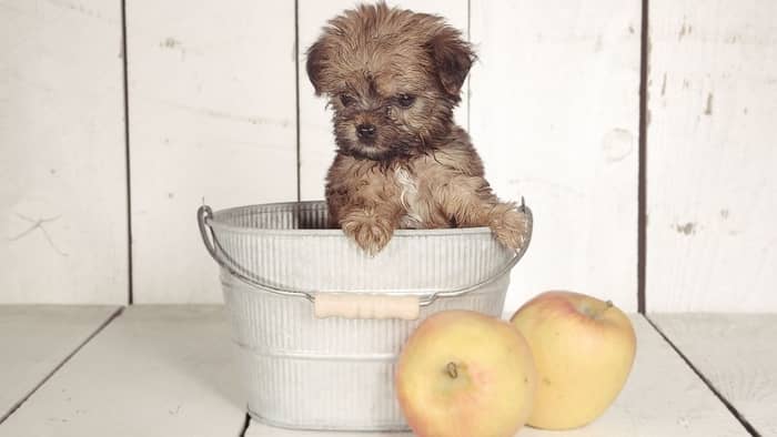 teacup yorkie care