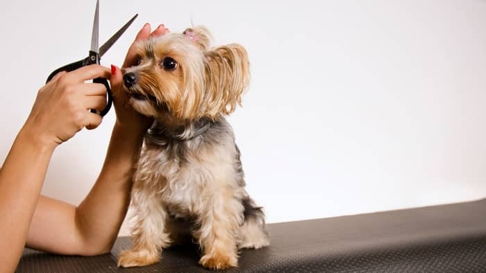 what clipper blade to use on a yorkie