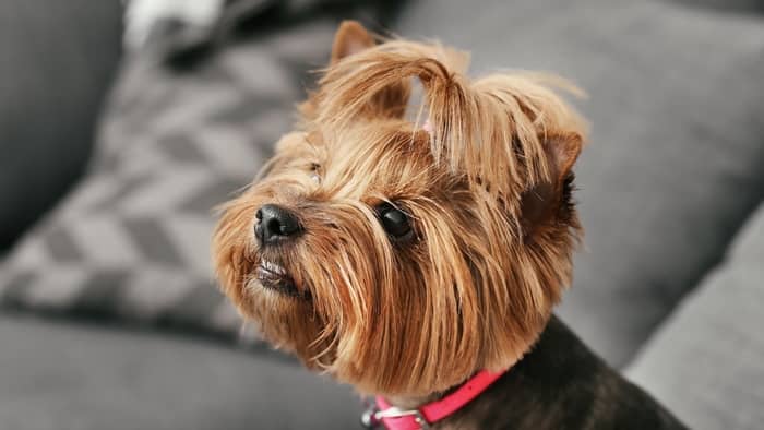 yorkie care facts