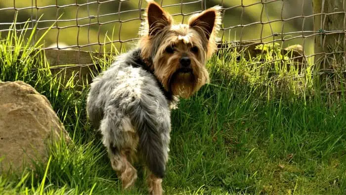 yorkie pooping blood