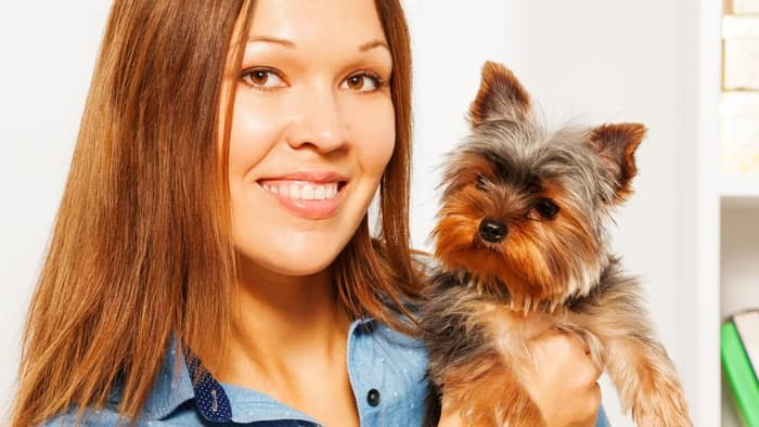 yorkie therapy dog