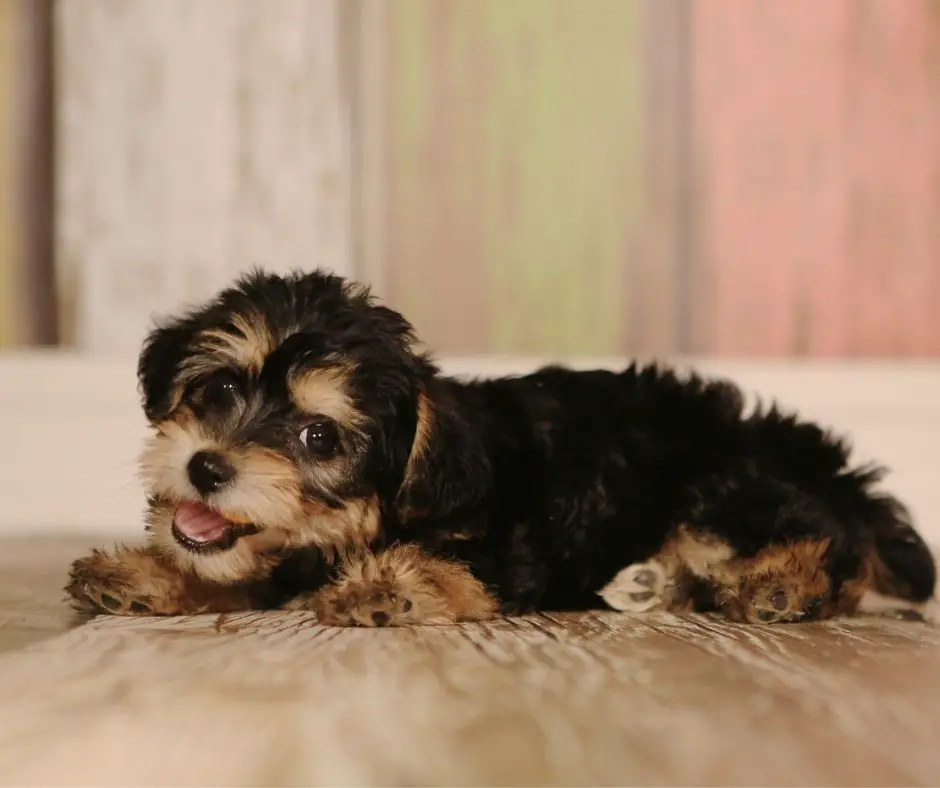 where-can-i-adopt-a-teacup-yorkie-our-yorkie