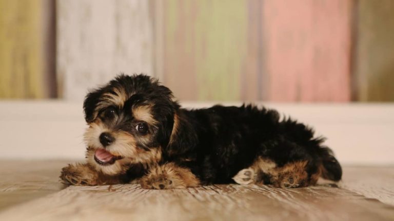 Are Teacup Yorkies Hypoallergenic