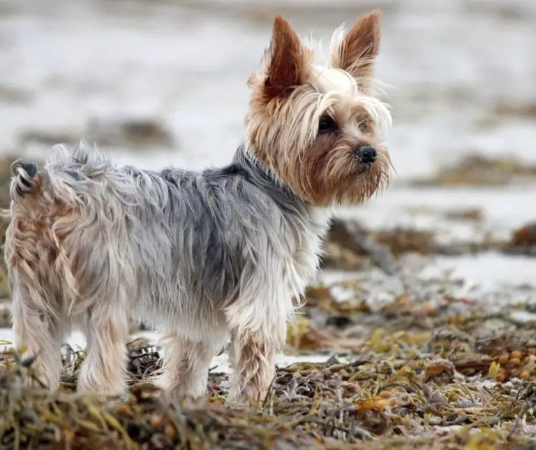 How Many Babies Do Yorkies Have? Our Yorkie