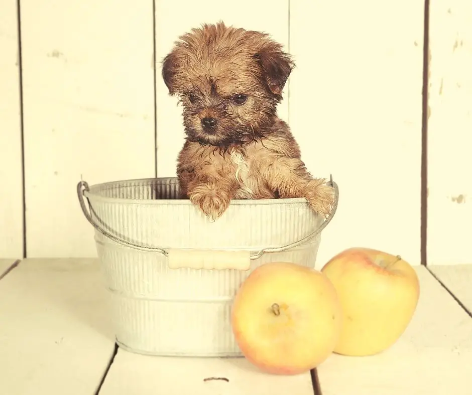 how-big-teacup-yorkie-grow-our-yorkie