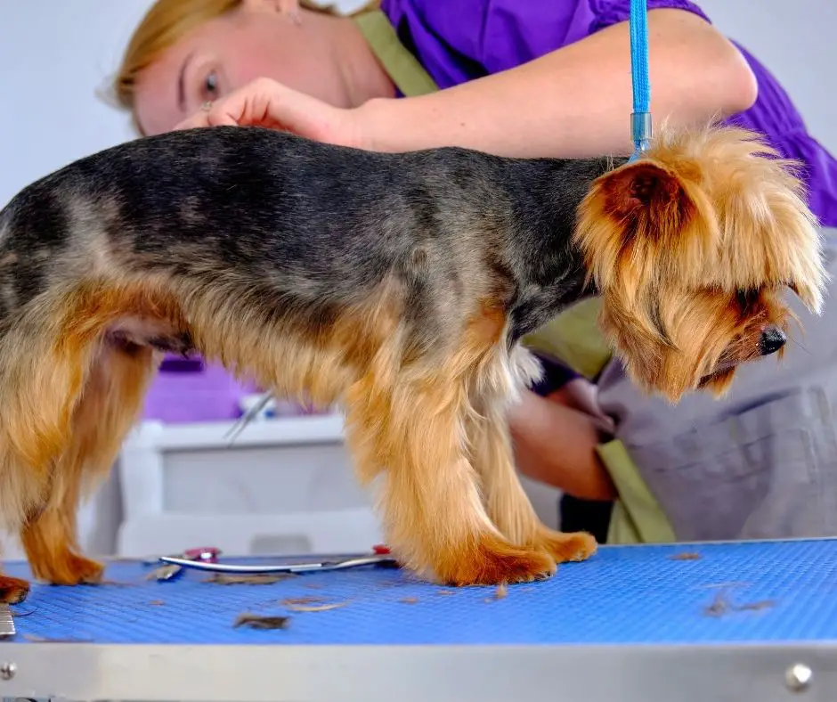 How To Cut Yorkie Hair Short At Home? - Our Yorkie