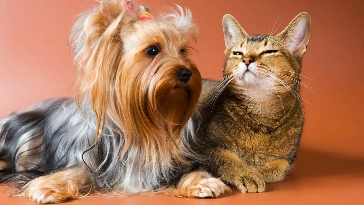Do Yorkies Get Along With Cats