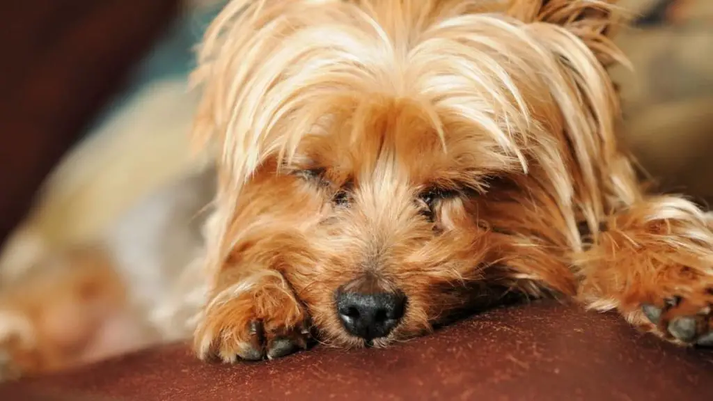 Do Yorkies Sleep A Lot? Our Yorkie