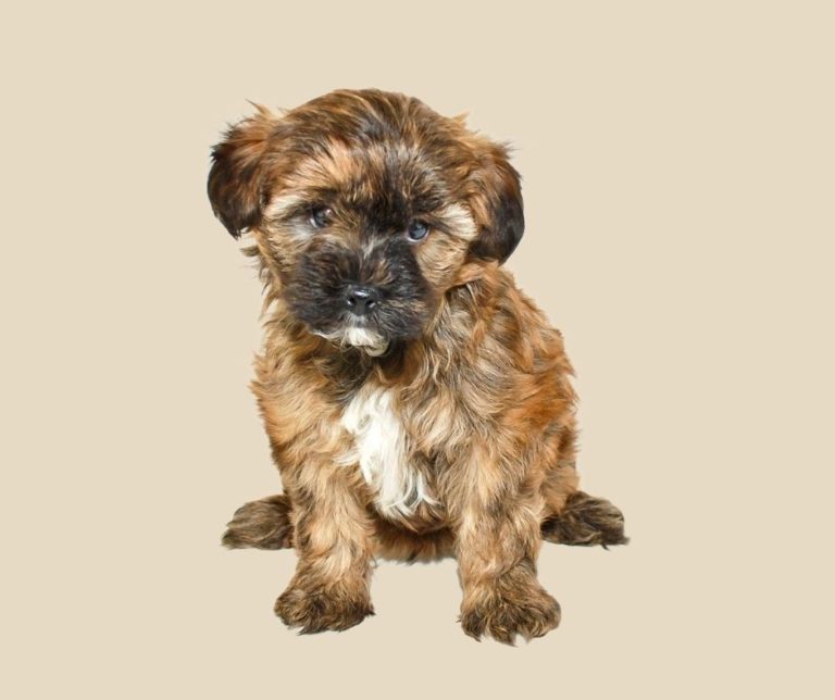 How Long Does Yorkie Poo Live?