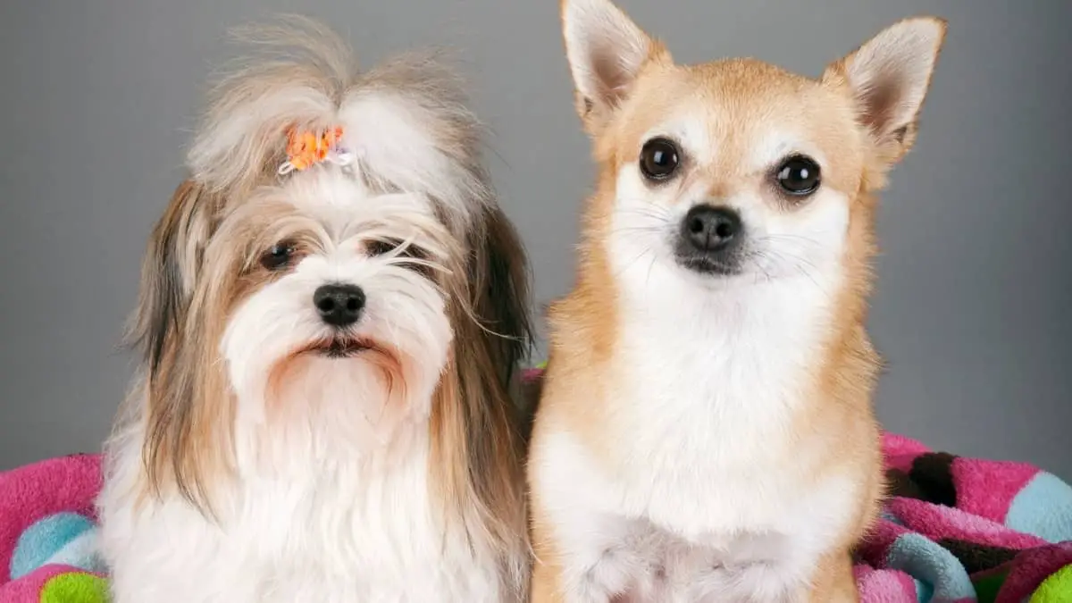 Dogs That Get Along With Yorkies – Fierce Yorkie Companions