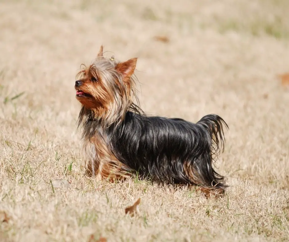 How To Draw A Yorkie Easy? - Our Yorkie