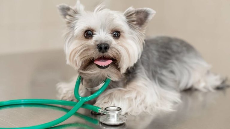 Enlarged Heart In Yorkies – Yorkie Health Problem