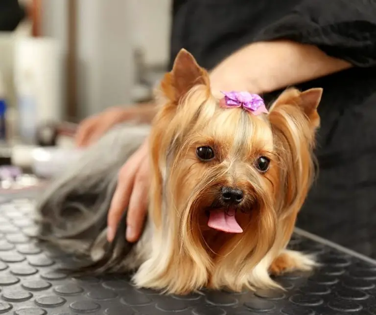 How to Groom a Yorkie with Matted Hair?