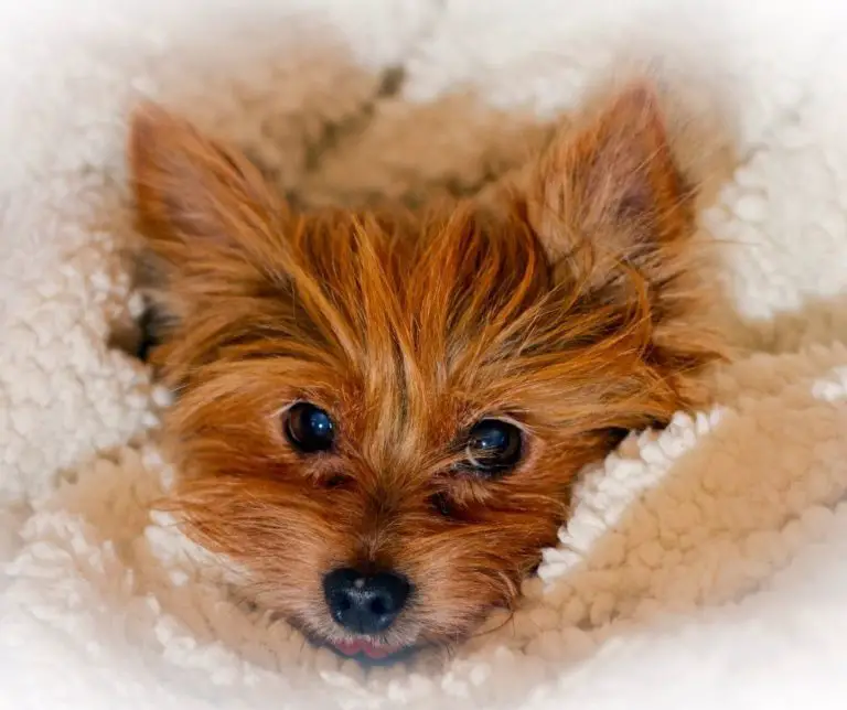 How Big Do Miniature Yorkies Get?