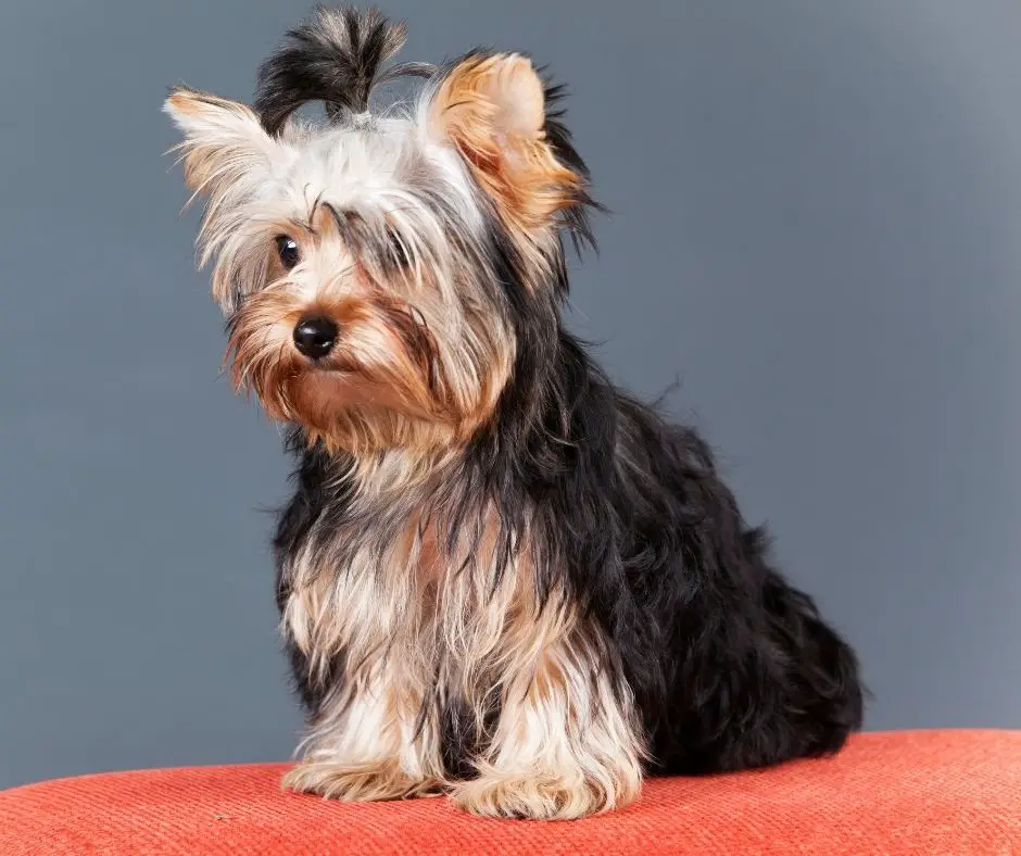 How Much Should My Yorkie Weigh? - Our Yorkie