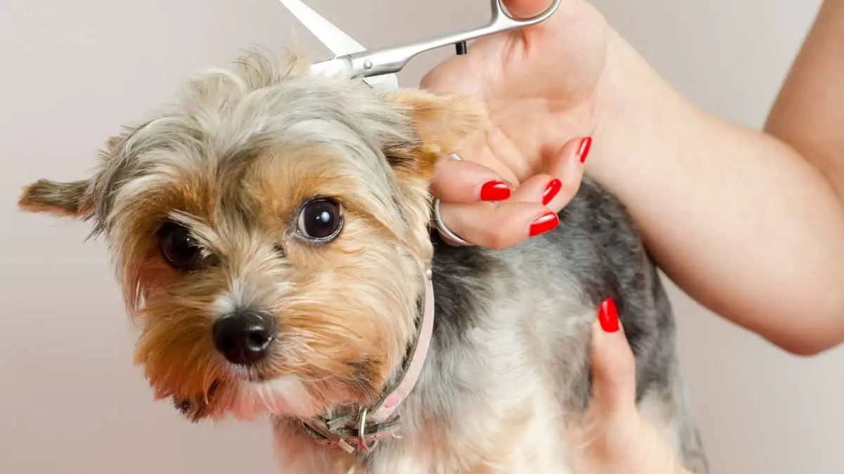 How To Cut Yorkie Hair With Scissors