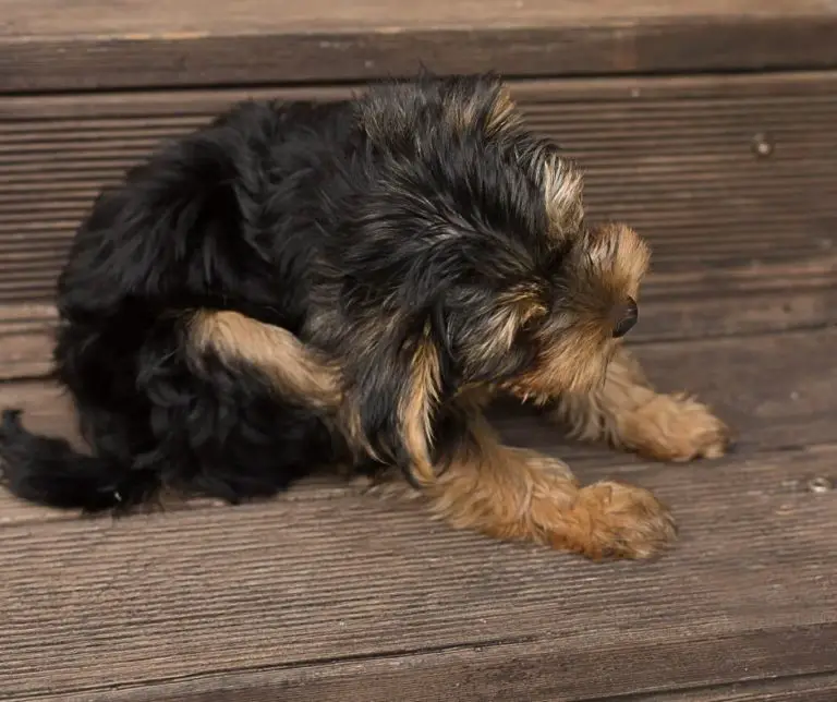 How To Get Rid Of Fleas On A Yorkie? Our Yorkie