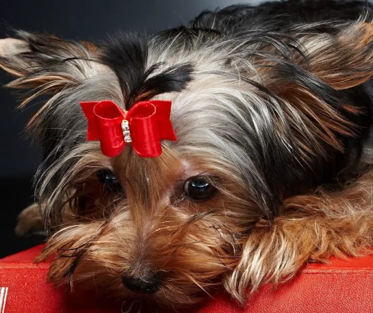 How To Keep Yorkie Hair From Matting?