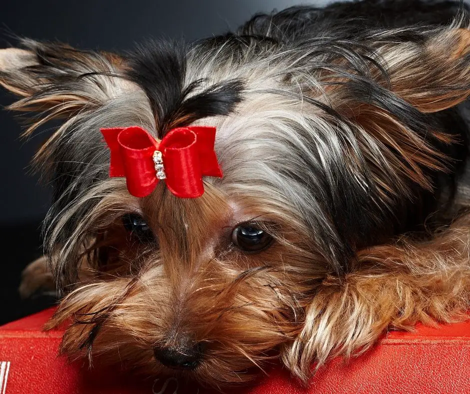 How To Keep Yorkie Hair From Matting? Our Yorkie